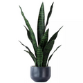 Kunstig plante,  Sansevieria